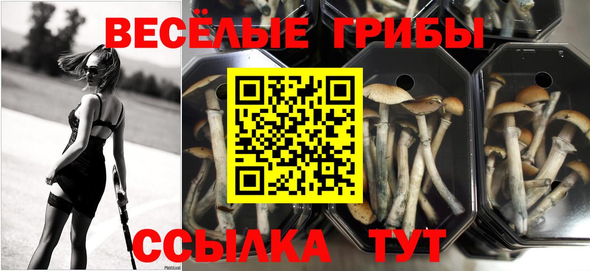 Галлюциногенные грибы MAGIC MUSHROOMS  Вход с VPN  даркнет сайт  Сургут 